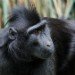 Monkey 180508